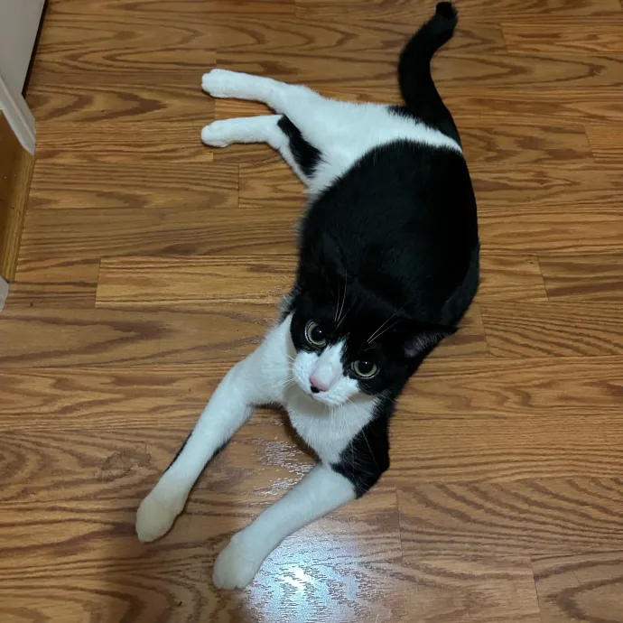 Captivating Cat Sitting