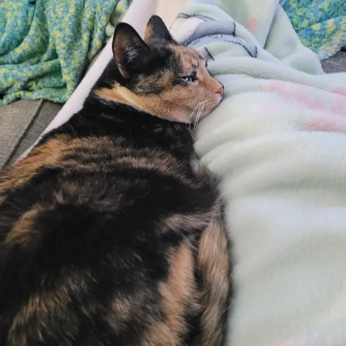 Lily E.