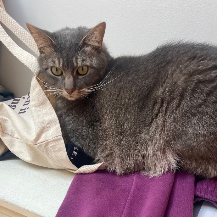 Jess' Purrbaby Sittingsf