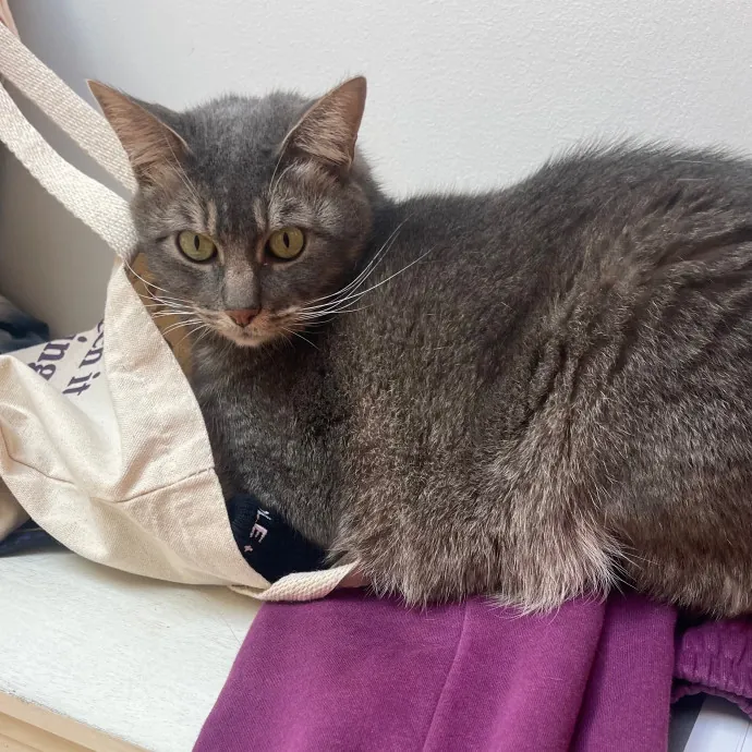 Jess' Purrbaby Sittingsf