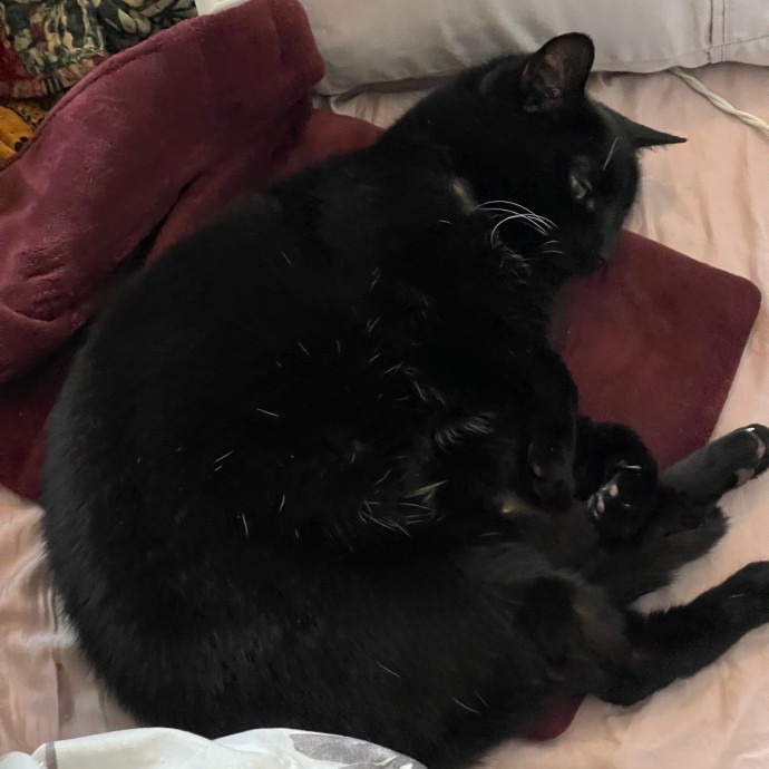 Jess' Purrbaby Sittingsf