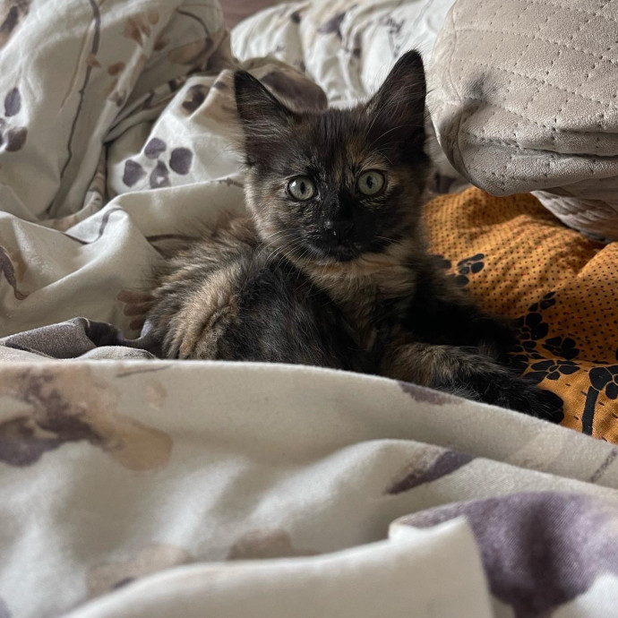 Jess' Purrbaby Sittingsf