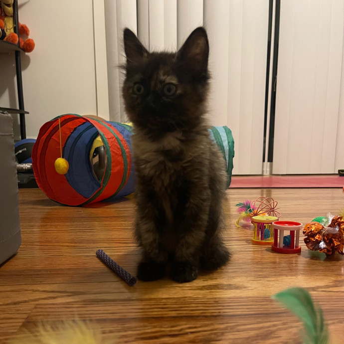 Jess' Purrbaby Sittingsf