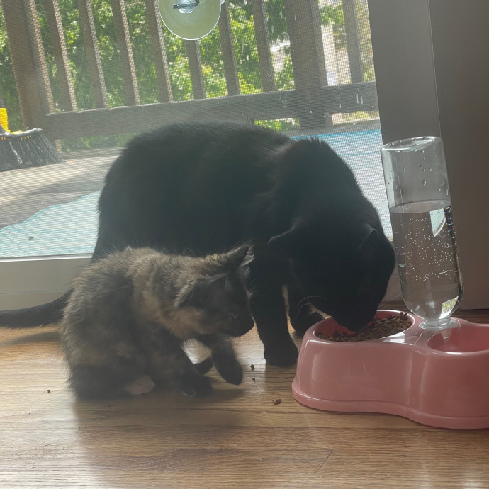 Jess' Purrbaby Sittingsf