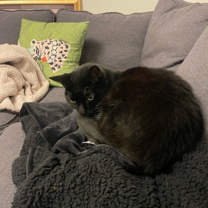 Jess' Purrbaby Sittingsf photo 3