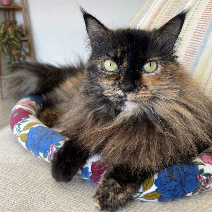 Christina's Pawsitively Purrfect Sitting photo 3