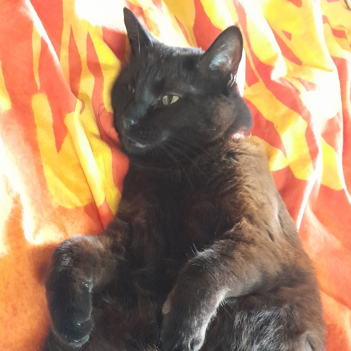 Anne The Kitty Sitter