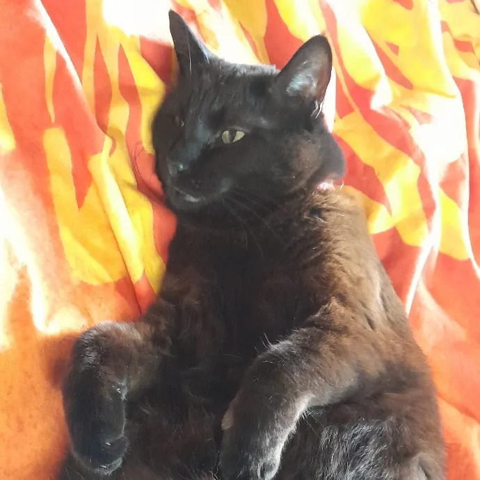 Anne The Kitty Sitter