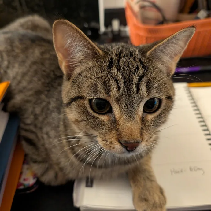 Anne The Kitty Sitter