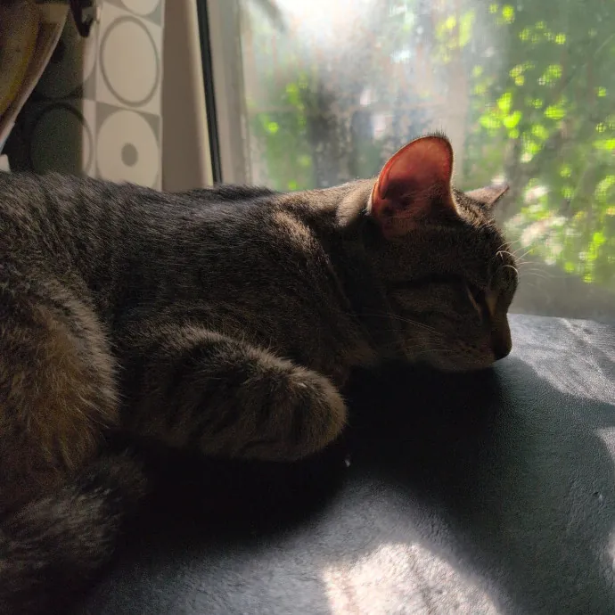 Anne The Kitty Sitter