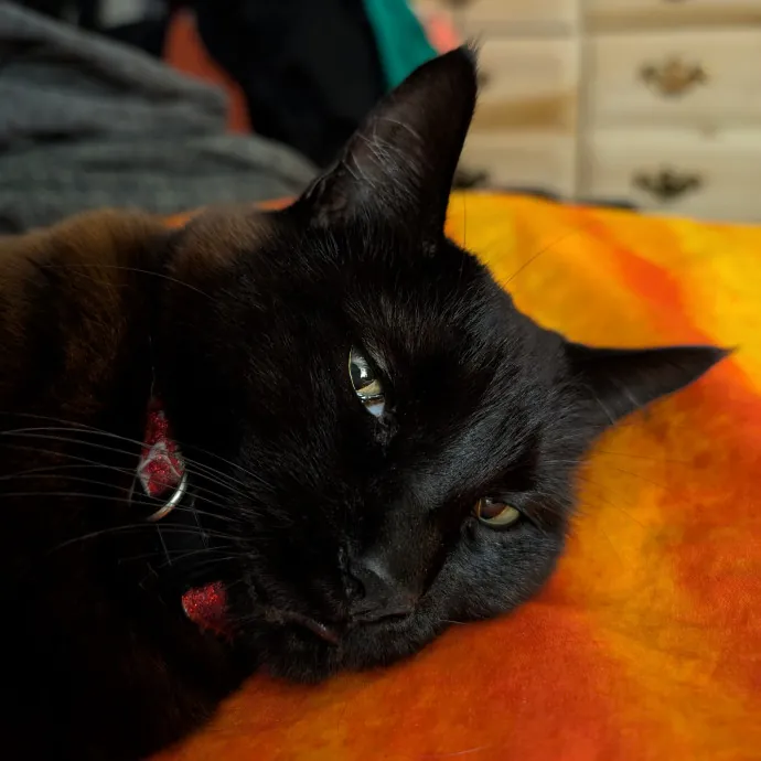 Anne The Kitty Sitter