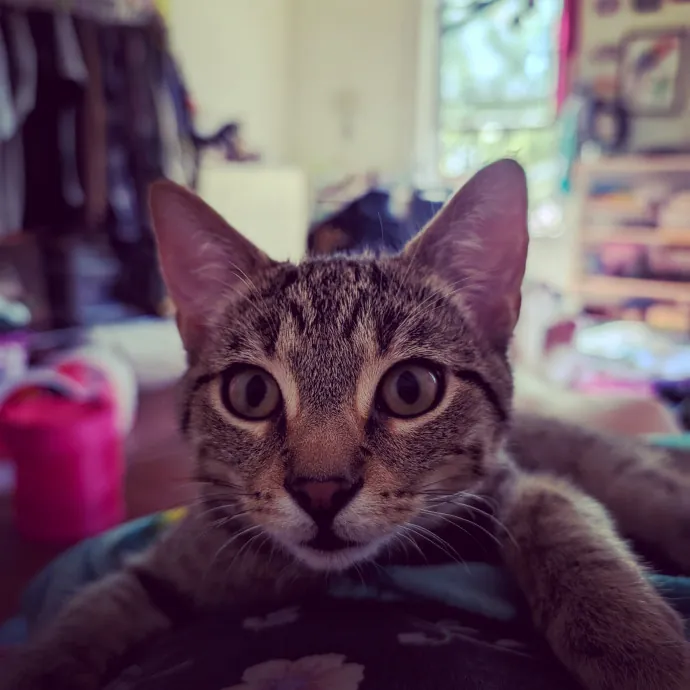 Anne The Kitty Sitter