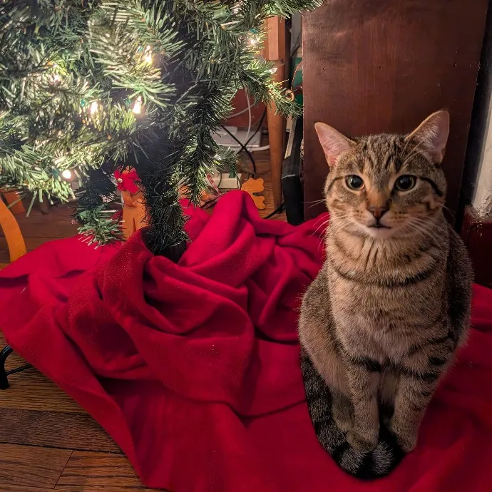 Anne The Kitty Sitter