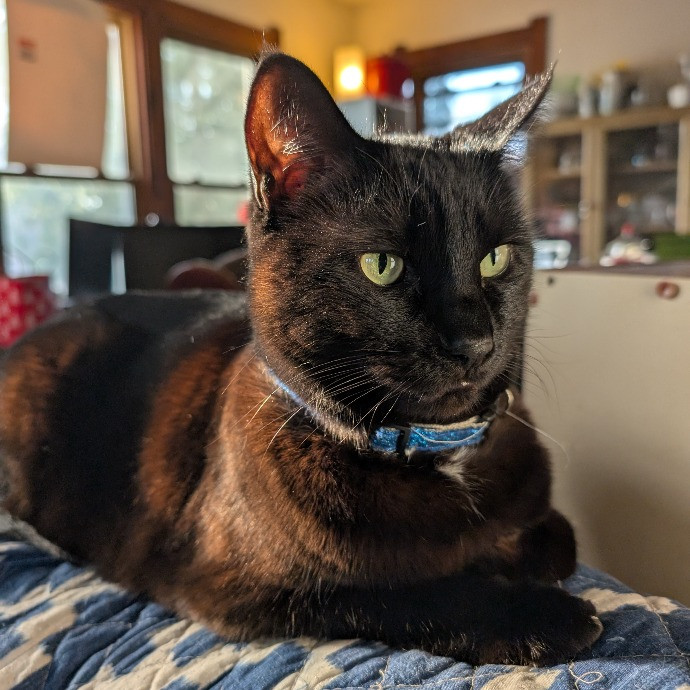 Anne The Kitty Sitter