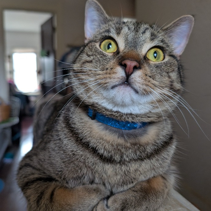 Anne The Kitty Sitter