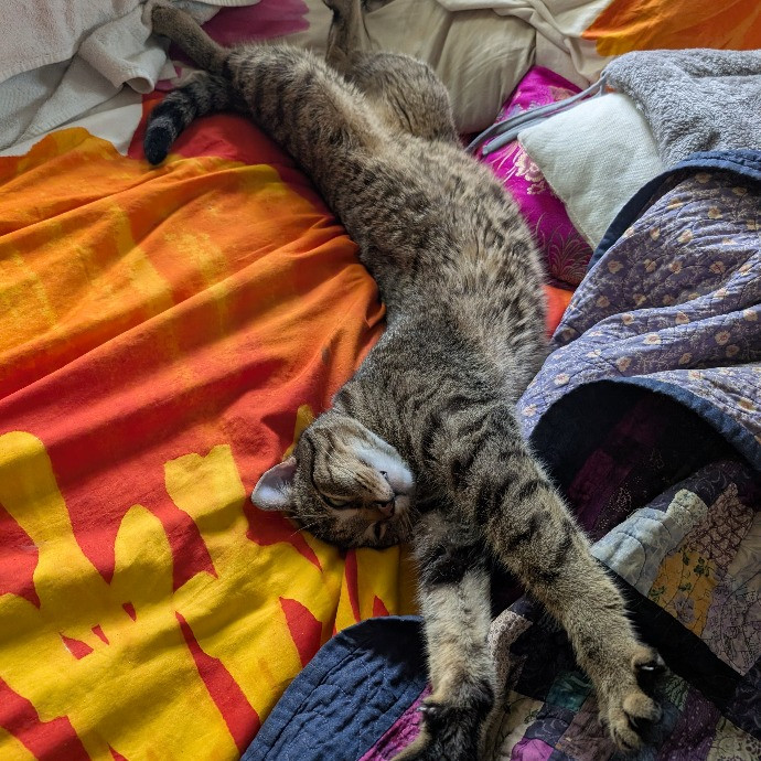 Anne The Kitty Sitter photo 3