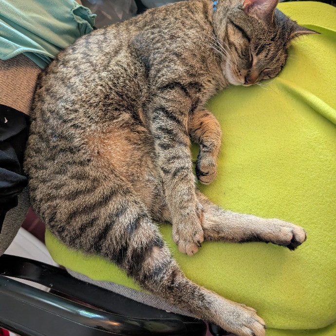 Anne The Kitty Sitter photo 2