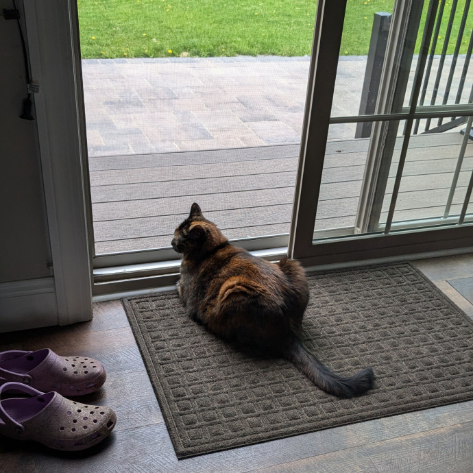 Purrfect Cat Sitting Right Meow