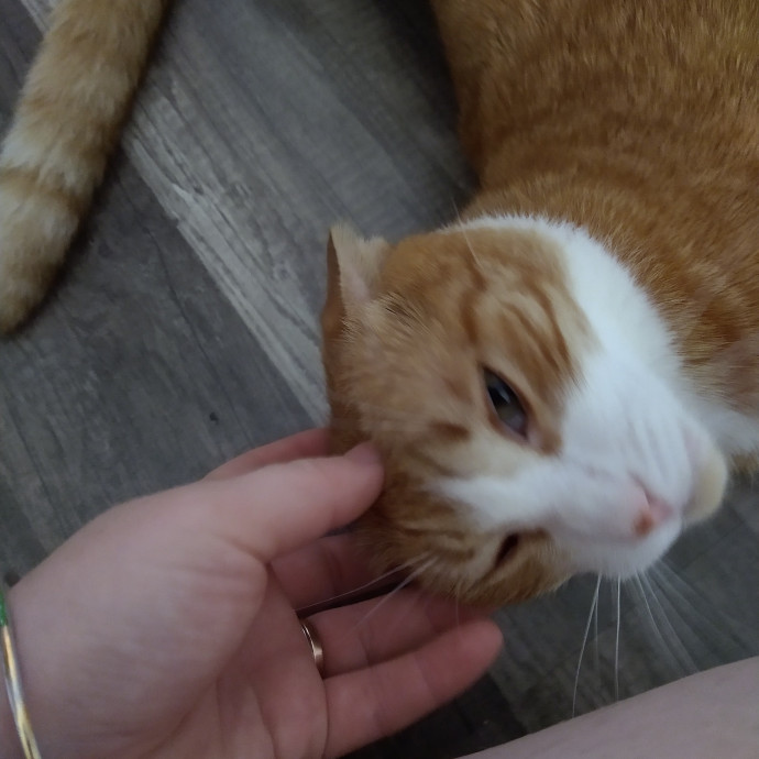 Purrfect Cat Sitting Right Meow