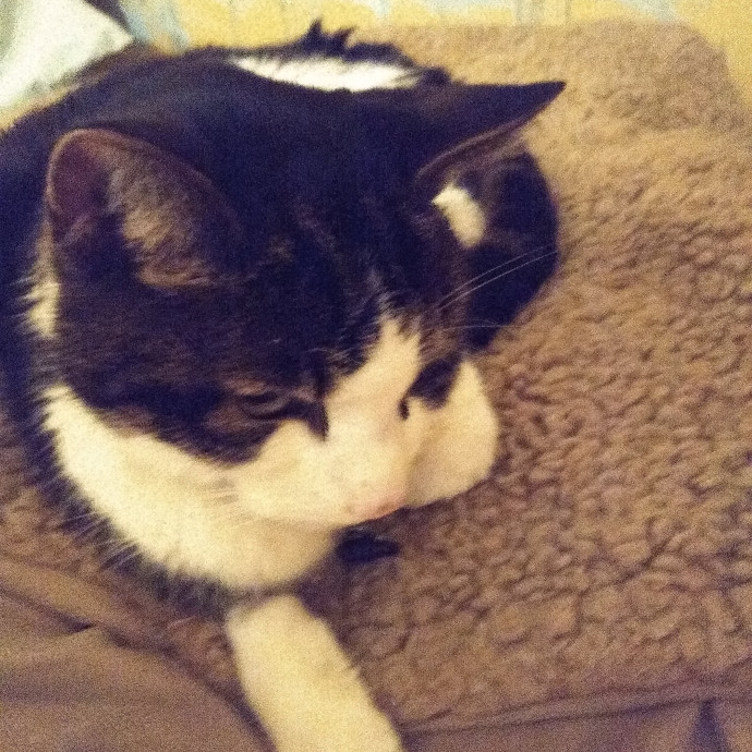 Purrfect Cat Sitting Right Meow photo 3