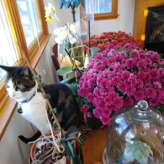 Purrfect Cat Sitting Right Meow photo 2