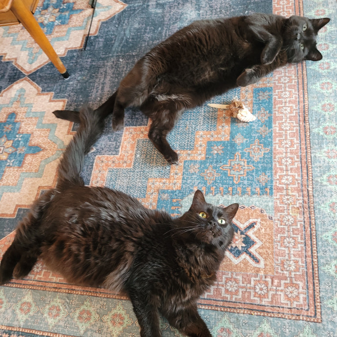 Peace-Of-Mind Catsitting By Aubrey