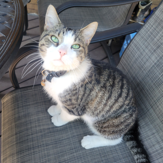 Peace-Of-Mind Catsitting By Aubrey