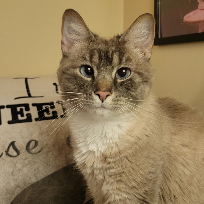 Peace-Of-Mind Catsitting By Aubrey