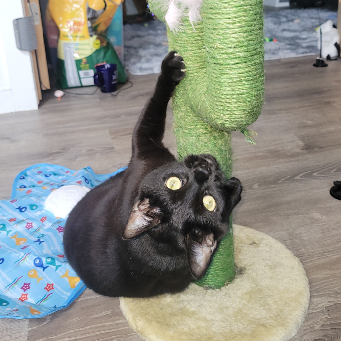 Peace-Of-Mind Catsitting By Aubrey