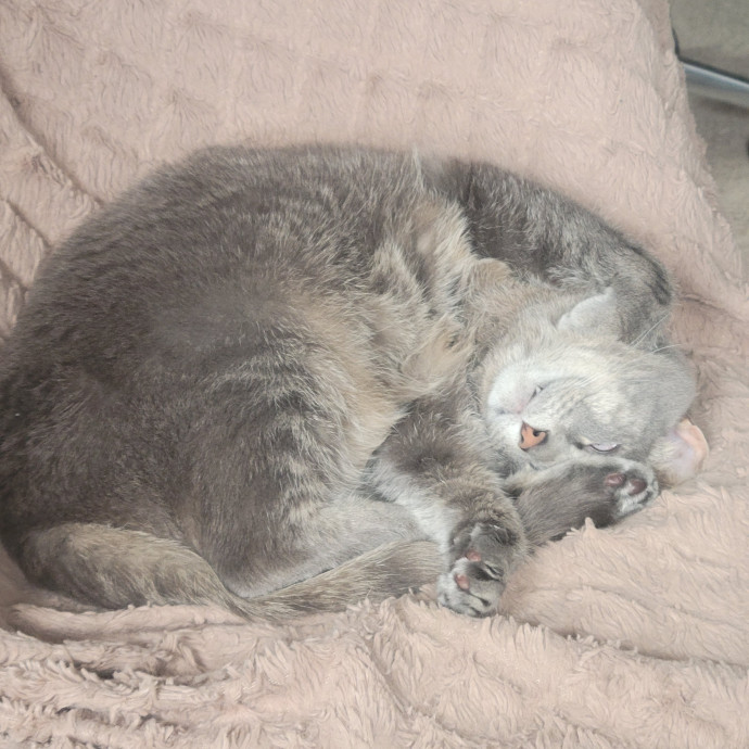 Peace-Of-Mind Catsitting By Aubrey
