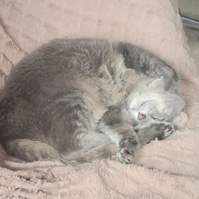 Peace-Of-Mind Catsitting By Aubrey