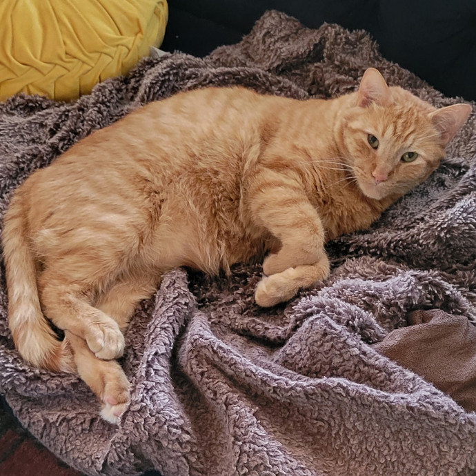 Peace-Of-Mind Catsitting By Aubrey