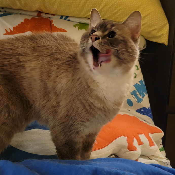 Peace-Of-Mind Catsitting By Aubrey