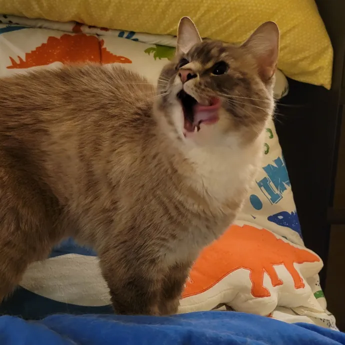 Peace-Of-Mind Catsitting By Aubrey