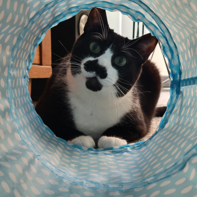 Peace-Of-Mind Catsitting By Aubrey