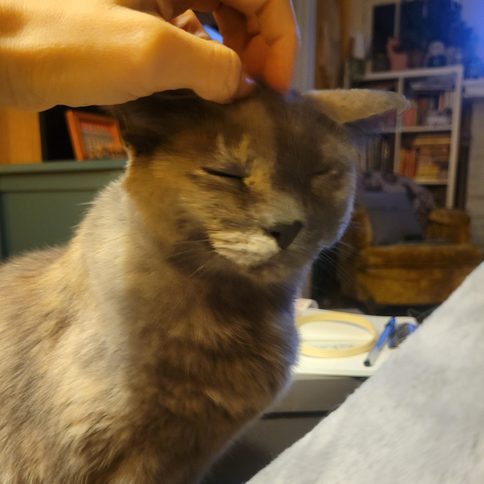 Peace-Of-Mind Catsitting By Aubrey