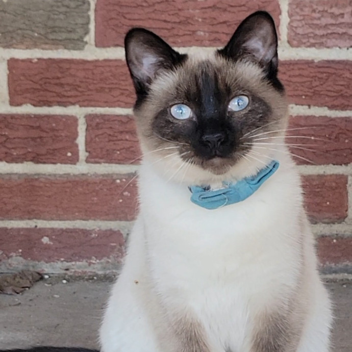 Peace-Of-Mind Catsitting By Aubrey