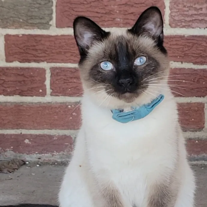 Peace-Of-Mind Catsitting By Aubrey