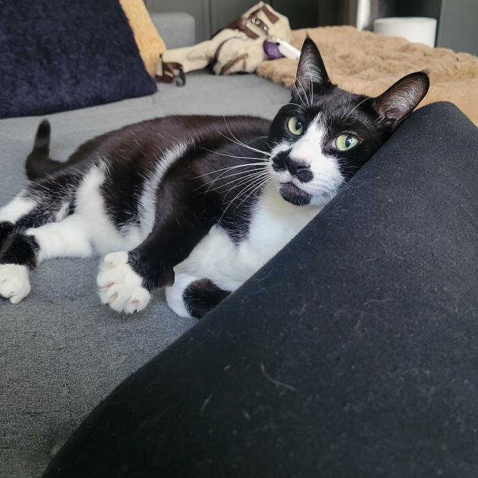Peace-Of-Mind Catsitting By Aubrey