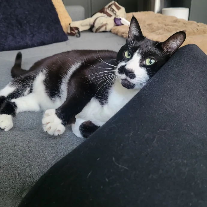 Peace-Of-Mind Catsitting By Aubrey