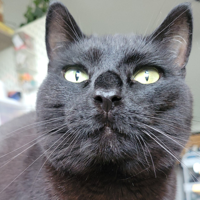 Peace-Of-Mind Catsitting By Aubrey