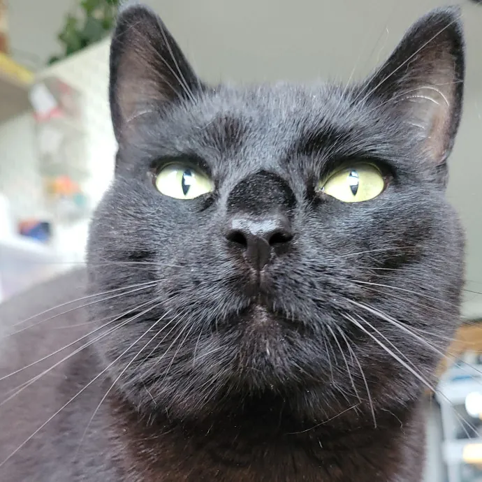 Peace-Of-Mind Catsitting By Aubrey