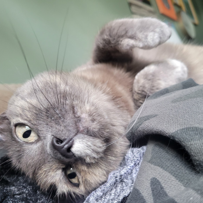 Peace-Of-Mind Catsitting By Aubrey