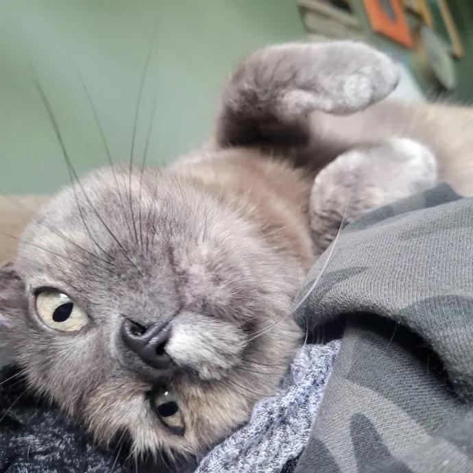 Peace-Of-Mind Catsitting By Aubrey