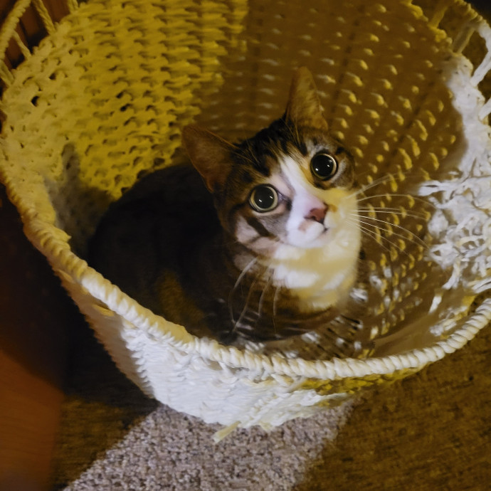 Peace-Of-Mind Catsitting By Aubrey