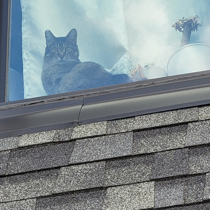 Peace-Of-Mind Catsitting By Aubrey