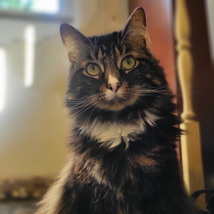 Peace-Of-Mind Catsitting By Aubrey