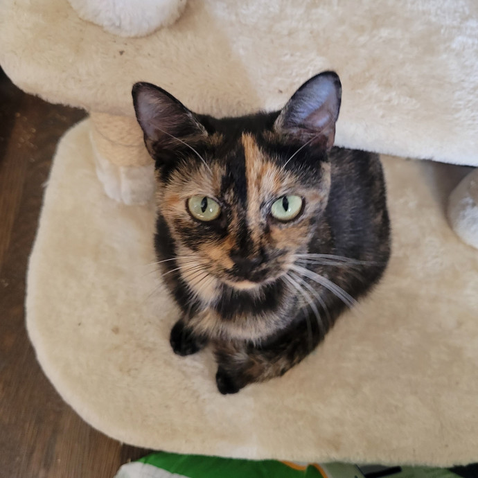 Peace-Of-Mind Catsitting By Aubrey