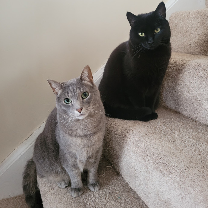 Peace-Of-Mind Catsitting By Aubrey