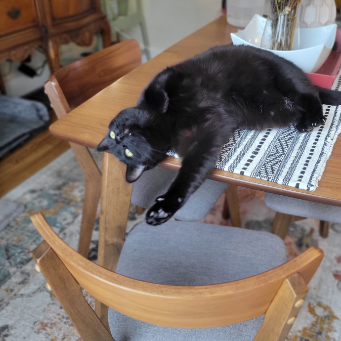 Peace-Of-Mind Catsitting By Aubrey